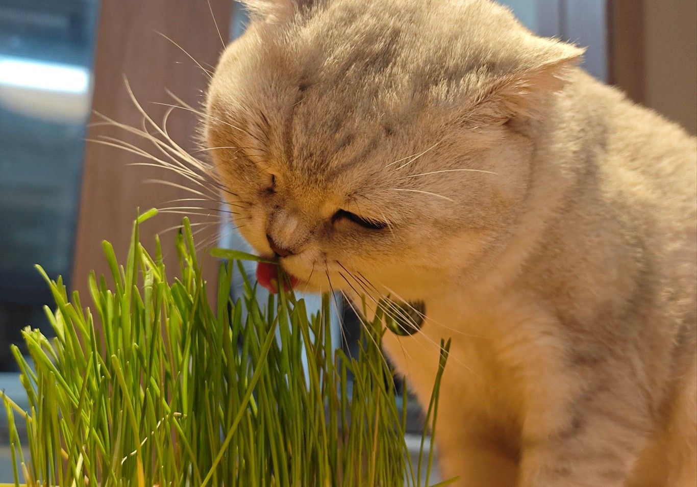 1759115865624805.jpg 貓草02.jpg